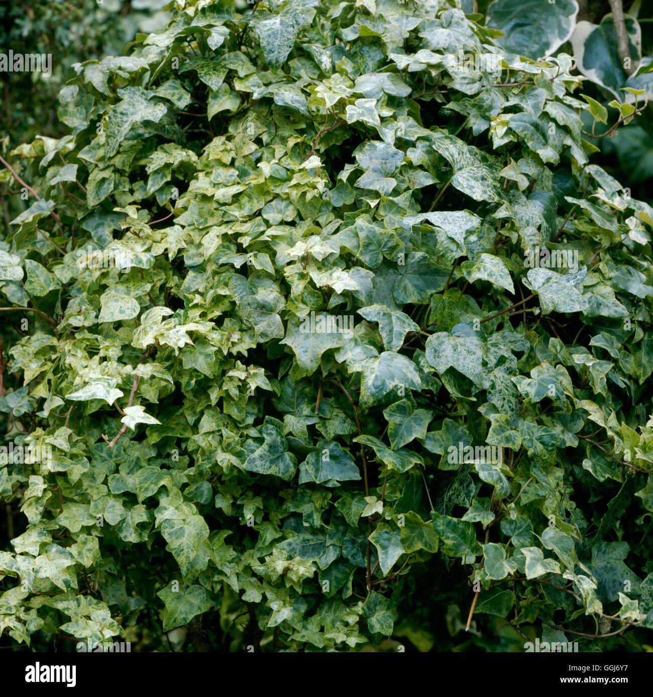 Hedera helix - `Luzii'   CLS065574 Stock Photo